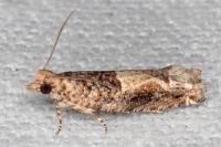 Crocidosema plebejana