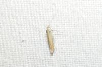 Aspilapteryx tringipennella