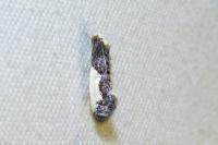 Monopis monachella