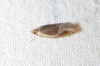 Ancylis unculana