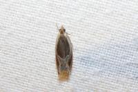 Ancylis unculana