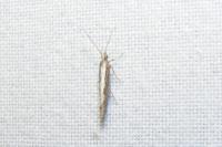 Plutella xylostella