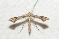Platyptilia gonodactyla
