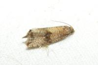 Celypha striana