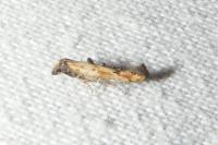 Epermenia