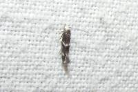 Elachista stabilella