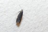 Aproaerema anthyllidella