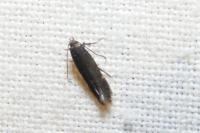 Aproaerema anthyllidella
