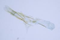 Cnephasia incertana