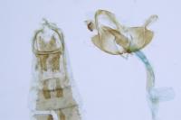 Coleophora deauratella