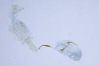 Stenoptilia bipunctidactyla