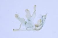 Lichenotinea pustulatella