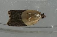 Acleris variegana