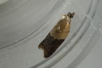 Acleris variegana