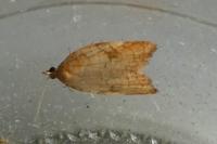 Acleris rhombana