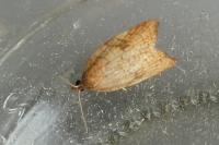 Acleris rhombana