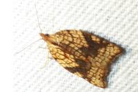 Acleris rhombana