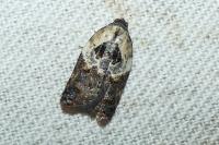 Acleris variegana