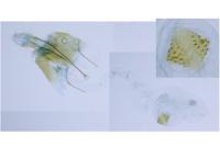Agnoea latipennella