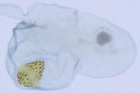 Agnoea latipennella