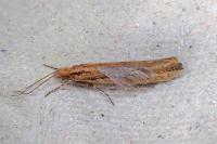 Ypsolopha ustella