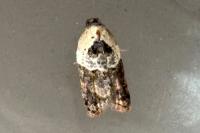 Acleris variegana