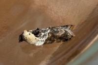 Acleris variegana