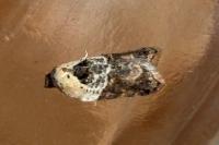 Acleris variegana