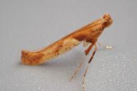 Caloptilia hemidactylella