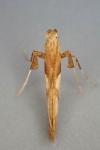 Caloptilia hemidactylella