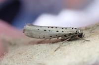Yponomeuta sedella