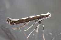 Dialectica scalariella