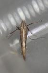 Calybites phasianipennella