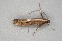 Calybites phasianipennella