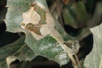Acrocercops brongniardella