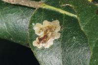 Phyllonorycter belotella
