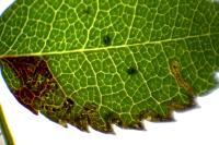 Ectoedemia angulifasciella