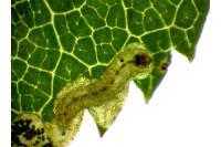 Ectoedemia angulifasciella