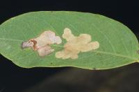 Parectopa robiniella