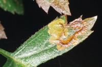 Ectoedemia atricollis