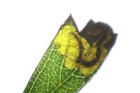 Ectoedemia atricollis