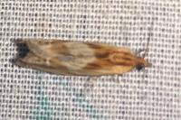 Eucosma