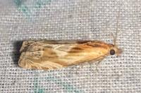 Eucosma