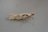 Rhigognostis