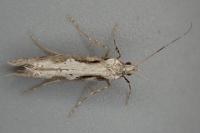 Rhigognostis