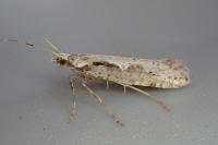 Rhigognostis