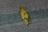 Agapeta hamana