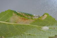 Phyllonorycter spinicolella