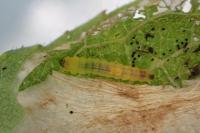 Phyllonorycter spinicolella