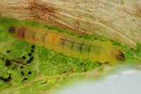 Phyllonorycter spinicolella